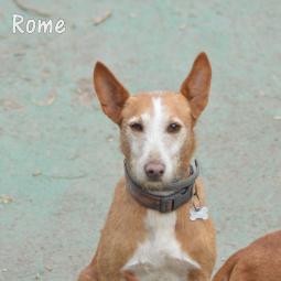 ROME - Perros en adopción